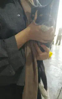واگذاری رایگان گربه خانگی