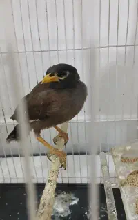 جوجه مینا یک ماه و نیمه(نر)