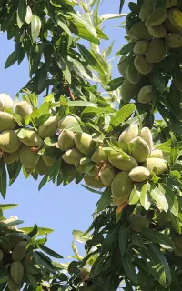تولید نهال پربار تجاری بادام آذر نیمه کاغذی