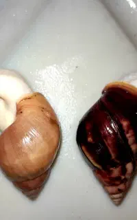 حلزون پرورشی