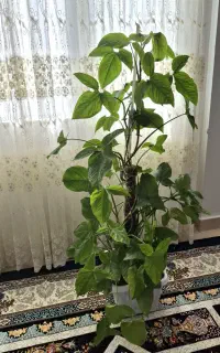 گل طبیعی آپارتمانی