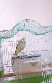 مرغ عشق گمشده