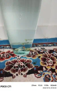 ماهی کپی نر ماده
