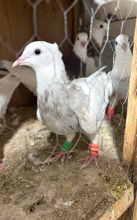 طوقی مفلق