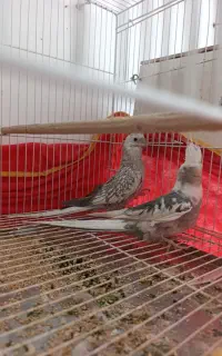 عروس هلندی. درجه یک نامبروان