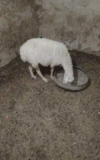میش و بره ماده