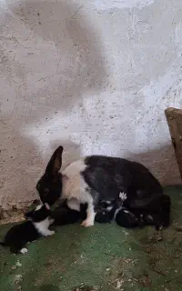 خرگوش و توله ها