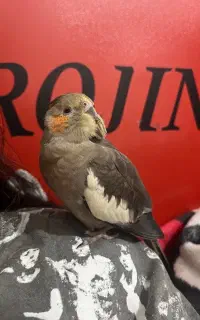 فروش ۳عددعروس هلندی  دوتا نر ویه ماده