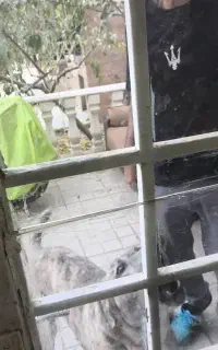 سگ اصیل خراسانی آدم صدصد به شرط
