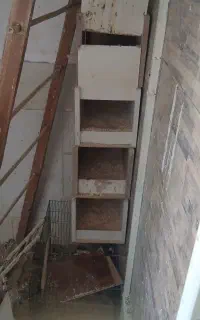 لونه پرنده