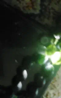 تسبح‌یشم‌سبز