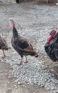 بوقلمون تخم گذار