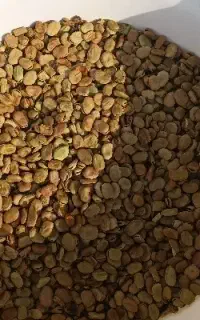 باقالی خشک