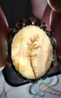 شجر تک درخت بدون توضیح