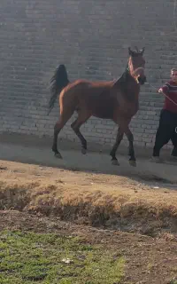 مادیون