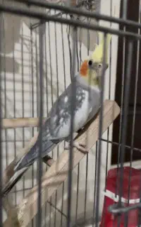 عروس هلندی گمشده