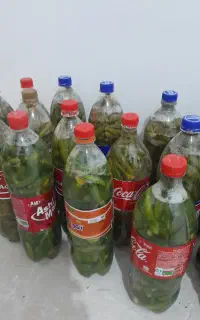 خیارشور