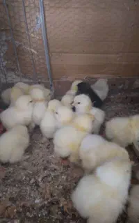 تخم مرغ  برهما
