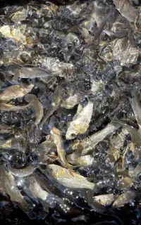 ماهیی که شش ماهه به ثمر میرسه