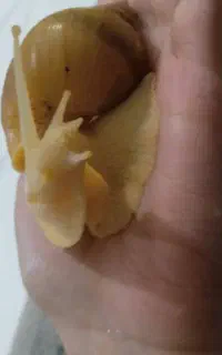 حلزون پیش مولد