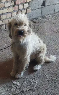 سک شیتزو نر و ژرمن ماده