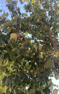 جو دیم بوجاری شده بذری