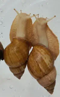 حلزون آلبینو درمانی