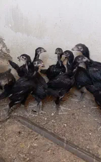 جوجه لاری افغان