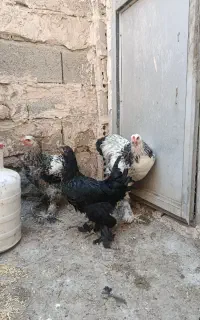 3عدد برهما لایت و بلک