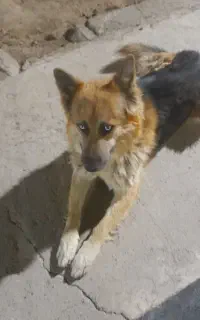 سگ نگهبان