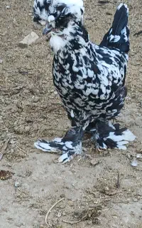 مرغ خروس سلطان تخم گذار