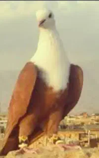 کبوتر رنگی و پلاکی