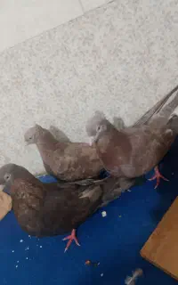 3تا زرد چشنوگ یک جفت ویکی جوجه هست