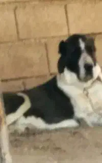 سگ ماده الابای روسی2ساله نگهبان سرابی قدرجونی