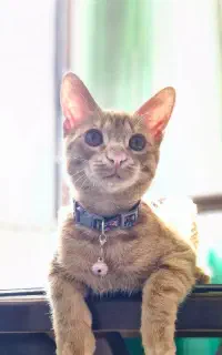 گربه واگذاری dsh