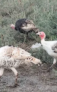 بوقلمون