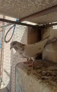 کبوتر