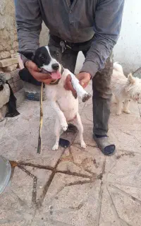 دو قلاده سگ پاکوتاه