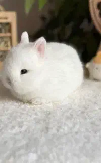 خرگوش