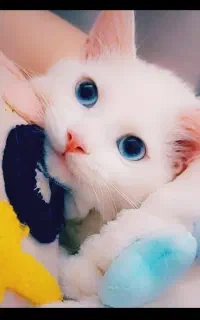 گربه بریتیش ماده سفید