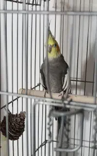 عروس هلندی نر فول دستی