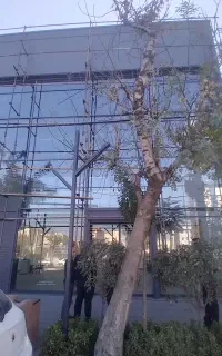 اجاره روف گاردن ۶۰۰متری (مناسب کافه رستوران)