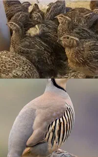 بلدرچین ماده