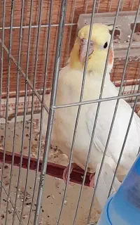 عروس هلندی نر
