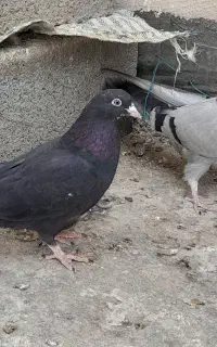 کبوتراصفهانی