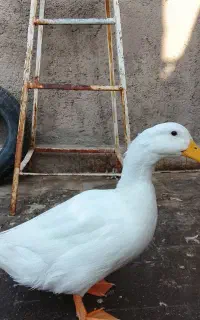 اردک