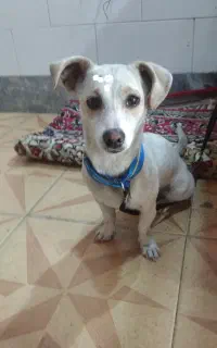 واگزاری راسل نژاد دار خانگی
