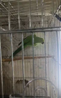 طوطی ملنگو سبز ماده