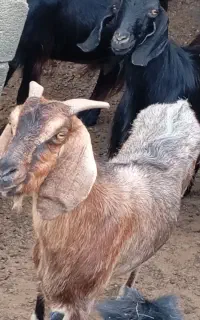 چهار گوسفند بالغ