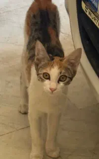واگذاری گربه ۶ ماهه ماده